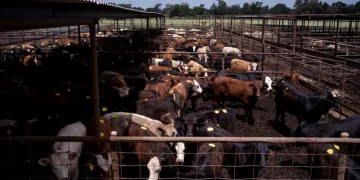China abruptly Halts US Beef Export Licenses after Renewal China abruptly Halts US Beef Export Licenses after Renewal