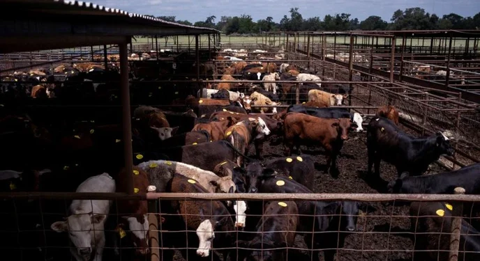 China abruptly Halts US Beef Export Licenses after Renewal