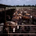 China abruptly Halts US Beef Export Licenses after Renewal