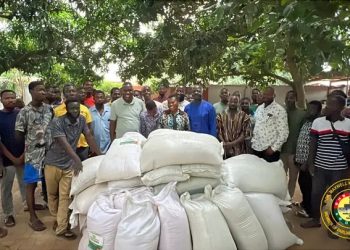 South Tongu MP distributes rice seedlings to support farmers