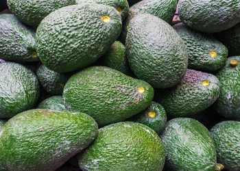 Kenyan avocado cold storage startup seeks US.5 million expansion funding