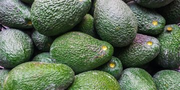 Kenyan avocado cold storage startup seeks US.5 million expansion funding