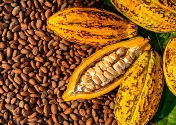 Cocoa financing overhaul to gauge market appetite
