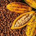 Cocoa financing overhaul to gauge market appetite