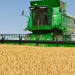 Global Wheat Production Levels Coming Under Pressure