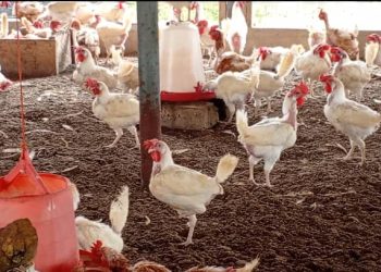 Volta Regional Minister seeks special allocation under National Broiler Initiative