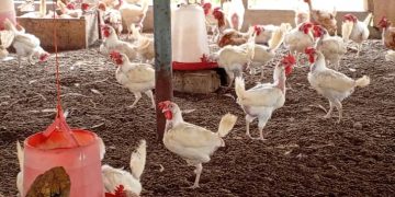 Volta Regional Minister seeks special allocation under National Broiler Initiative