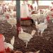 Volta Regional Minister seeks special allocation under National Broiler Initiative