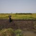 Hunger intensifies in South Sudan as 7.8 million people face high acute food insecurity and 2.2 million children suffer acute malnutrition