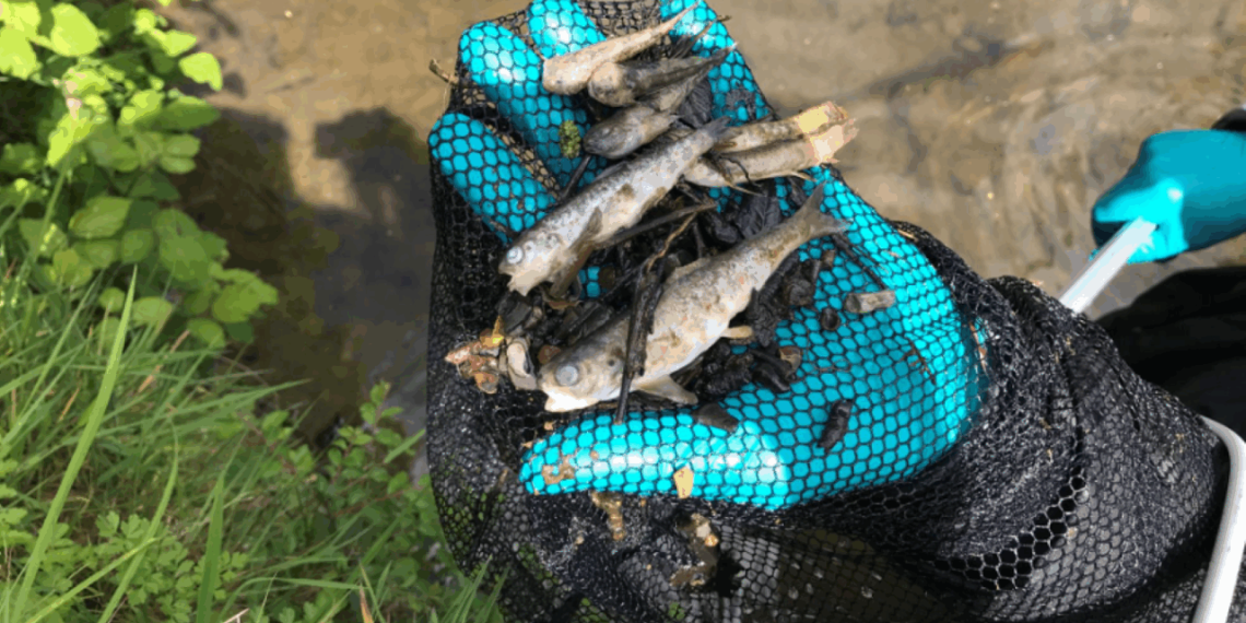 Farmers Urged to Report Slurry Spills after Incident Kills Over 1,500 fish