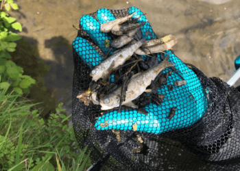 Farmers Urged to Report Slurry Spills after Incident Kills Over 1,500 fish