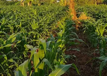 Higher Fertilizer Prices Pressure Trump-loyal US Farmers