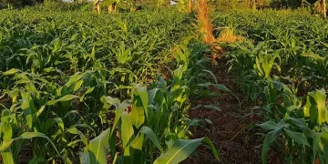 Higher Fertilizer Prices Pressure Trump-loyal US Farmers
