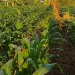 Higher Fertilizer Prices Pressure Trump-loyal US Farmers