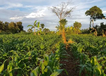 Rising Fuel Costs Impacting Farmers; are Consumers Next?