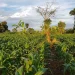 Rising Fuel Costs Impacting Farmers; are Consumers Next?