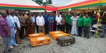 Volta Region allocated 180,000 birds under National Broilers Project