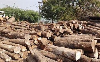 Timber sector SRAs reach GHS4.52 million nationwide – Forestry Commission