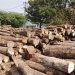Timber sector SRAs reach GHS4.52 million nationwide – Forestry Commission