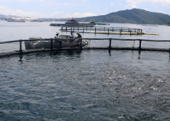 Gov’t targets mariculture to close Ghana’s fish supply deficit