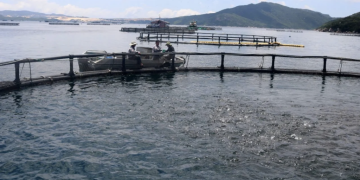 Gov’t targets mariculture to close Ghana’s fish supply deficit