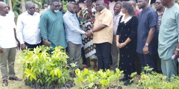 MoFA distributes over 1.2 million tree seedlings to farmers across 3 regions