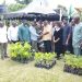 MoFA distributes over 1.2 million tree seedlings to farmers across 3 regions