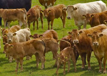 NFUS warns Falling Livestock Prices Threaten Scottish Production