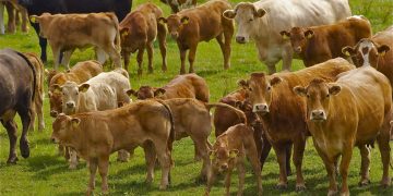 NFUS warns Falling Livestock Prices Threaten Scottish Production