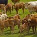 NFUS warns Falling Livestock Prices Threaten Scottish Production