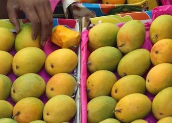 TCDA sets minimum producer price for fresh mango for 2026 major season