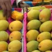 TCDA sets minimum producer price for fresh mango for 2026 major season