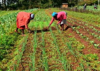 Delays in farm input distribution threaten planting season- SEND Ghana