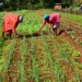 Delays in farm input distribution threaten planting season- SEND Ghana
