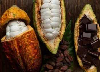 Deeper Reforms are Needed to Address Longstanding Vulnerabilities in Cocoa Sector – IMF