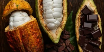 Deeper Reforms are Needed to Address Longstanding Vulnerabilities in Cocoa Sector – IMF