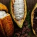 Deeper Reforms are Needed to Address Longstanding Vulnerabilities in Cocoa Sector – IMF