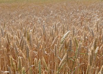 FAO Food Price Index up for third consecutive month largely on rising vegetable oil prices   