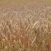 FAO Food Price Index up for third consecutive month largely on rising vegetable oil prices   