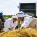 Risk of Famine persists as nearly 19.5 million people face acute food insecurity in Sudan