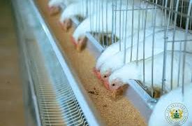 Akatsi South Assembly distributes 10,000 chicks to support household incomes