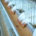 Akatsi South Assembly distributes 10,000 chicks to support household incomes