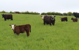 A selection of the cows and calves on the Orr farm