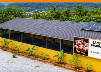 AGA Obuasi Mine invests in livelihood diversification with piggery centre  