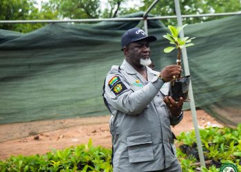 TCDA sets July deadline for certified tree crop seedlings