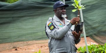 TCDA sets July deadline for certified tree crop seedlings
