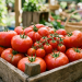 Tomato prices in Kenya rise 45.7% after rainfall disrupts supply