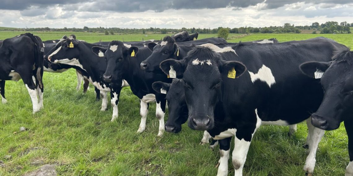Risk of Lungworm as Weather Turns Wet