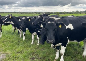 Risk of Lungworm as Weather Turns Wet