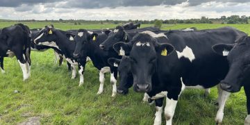 Risk of Lungworm as Weather Turns Wet
